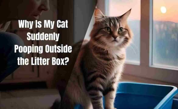 Why Is My Cat Suddenly Pooping Outside the Litter Box?